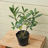 苗：沈丁花(白花)