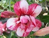 アデニウム アラビカム オベスム 砂漠のバラ塊根植物 Adenium obesum Desert Roses no.29 Double-Akira
