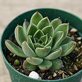 プリリンゼアナ 7.5cmポット エケベリア Echeveria 'Puli-Lindsayana 福岡県産 多肉植物 多肉 観葉植物 インテリアグリーン 寄せ植えに