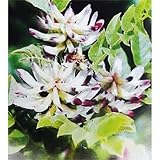 カンゾウ：ウラル甘草3号ロングポット 2株セット[甘草・かんぞう・薬草として知られる植物] ノーブランド品