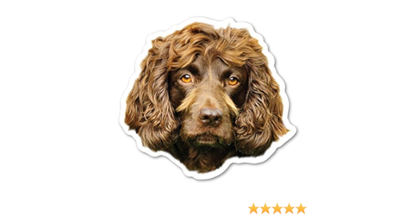 Amazon Co Jp ボイキン スパニエルマグネット ホーム キッチン