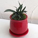 [新居祝いやギフトに！]万年青 （おもと）：陶器鉢植え（皿付）／ステララウンド赤S