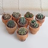 ミニサボテンのミックス1.5号手作り素焼き鉢植え 3株セット ノーブランド品