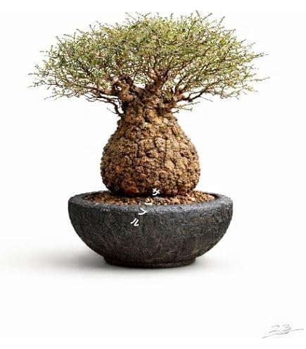 Amazon｜オペルクリカリア パキプス 根挿し株 パワータンク｜観葉植物