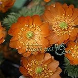 フクジュソウ(福寿草）：秩父紅（ちちぶべに）3号ポット（1芽）[ひときわ目立つ紅色の花色が特徴] ノーブランド品