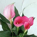 カラー：ネオンアムール4号鉢植え ノーブランド品