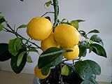 [実付き]レモン：マイヤーレモン8号鉢植え[柑橘・かんきつ類苗木]