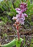 Lachenalia juncifolia - hyacinth - 5 seeds