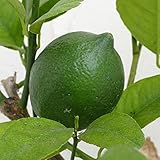 サイパンレモン7号ポット[グリーンレモン 柑橘・かんきつ類苗木] ノーブランド品