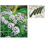 オンリーワン　植栽・グランドカバー　タイム（スリット）　　UN6-TTMS