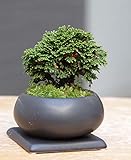 壮大な景色をお楽しみください【連山檜（れんざんひのき）の盆栽・下皿セット】