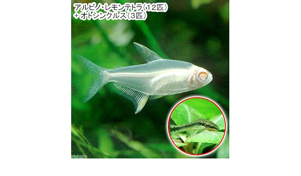 Amazon 熱帯魚 アルビノ レモンテトラ １２匹 オトシンクルス ３匹 北海道航空便要保温 Charm チャーム 観賞魚 水中生物 通販