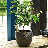 中品盆栽：斑入ジャンボサルナシ（西尾ゼブラ）(瀬戸焼黒釉薬鉢)