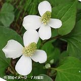 山菜苗:ドクダミ 9cmポット苗5ポット【紫桜館山の花屋】