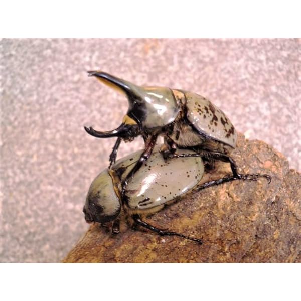 カブトムシ 幼虫 90匹セット | muniotuzco.gob.pe