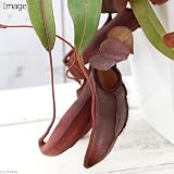 (食虫植物)ウツボカズラ ネペンテス レッドアラタ 5号(1鉢) [生体]