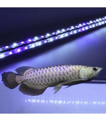 [minila/ASK] 煌LED水中LEDライト　150センチ Amazon.co.jp: [minila/ASK] 煌-KIRAMEKI- アロワナ専用水中LED