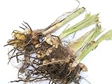 数量限定　生ウコン　1kg