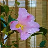 椿（ツバキ）の苗木　数奇屋