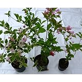 空木 ウツギ 苗 3種ミックスｘ1ポット 斑入り空木 大紅空木 谷空木