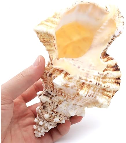 Amazon.co.jp: 超特大27cm 1.6kg 特上品 ピンク貝 コンク貝殻 置物