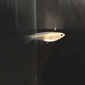 Amazon 生体 めだか ピンク出目メダカ 3匹 メダカ 変わりメダカ Emuwai Emuwai 観賞魚 水中生物 通販