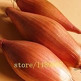 100pcs mini onion seeds,onion shallot,onion seeds,organic heirloom fruit vegetable seeds,bonsai pott