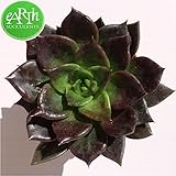 多肉植物 エケベリア属ブラックプリンス アースサキュレント