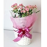 m102 母の日ギフト ミニバラ鉢植え ピンク 5号鉢 花鉢