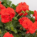 【ノーブランド品】アイビーゼラニウム：ｐacポリー3.5ポット 6株セット