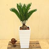 観葉植物:ザミア ソテツ*陶器鉢