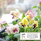 パンジー：ムーランフリルシフォンミックス3号ロングポット3株セット[イタリア・ファーメン社][JFS][MPS]