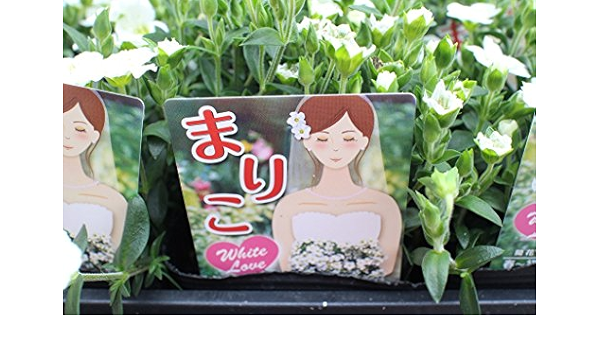 Amazon 花苗 まとめ買い アレナリアモンタナ まりこ 4ポットセット ３ 5寸苗 送料込価格 花