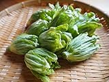 ふきのとう 蕗の薹 500g 天然山菜 飛騨高山産（岐阜県高山市）