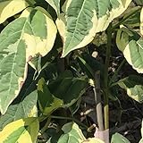 ハイブリッドハナミズキ：ステラピンク斑入り（白花）根巻き樹高1～1.5m