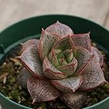 ヤマトニシキ 大和錦（ディオニソス） 7.5cmポット エケベリア Echeveria 'Dionysos' 流通種 別名：青大和 福岡県産 多肉植物 多肉 観葉植物 インテリアグリーン 寄せ植えに