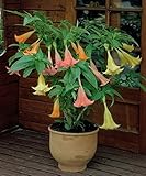 チョウセンアサガオ植物種子美しい曼荼羅の種開花植物エンジェルトランペット盆栽100％本物の種子100個/袋