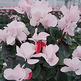 さかもと園芸　達人のシクラメン　朝注文で即日発送【 ウィンクパールホワイト 】　花鉢植え　ギフト　プレゼント　贈答品　クリスマス　お歳暮