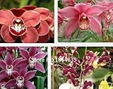 Garden Plant Orchid seeds, indoor flowers bonsai four seasons, phalaenopsis butterfly orchid seeds -