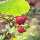 ジューンベリー　ラマルキー　3年生苗