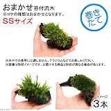 (観葉/苔)テラ向け おまかせ苔付流木 SSサイズ(約10cm)(3個) 本州・四国限定[生体]