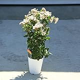 庭木・植木：常緑ガマズミ　ティヌス　ビバーナム　４号