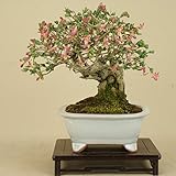 いよじ園 【】 ウグイスカグラ / 鶯神楽（小品盆栽） 【雑木盆栽】