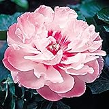 国華園　芍薬　宇宙(おおぞら)　1株【※発送が国華園からの場合のみ正規品です】