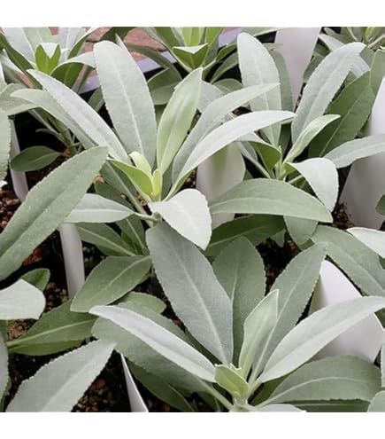 Amazon.co.jp: セージ：ホワイトセージ3-3.5号ポット2株セット