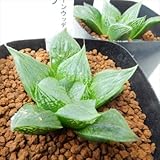 naハオルチア 旧グリーンウッディB モスラ 多肉植物 ハオルチア 7.5cm