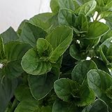 ミント：モヒートミント（イエルバブエナ）3号ポット 3株セット[キューバのミント] ノーブランド品