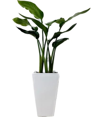 Amazon.co.jp: 【現品】 ストレチア/ストレリチア・ノンリーフ