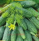 100pcs green cucumber seeds,seeds cucumber,organic fruit vegetable seeds,hign budding rare,bonsai po