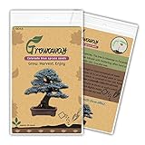 Bonsai Colorado Blue Spruce (Picea pungens) seeds 50pcs Evergreen tree